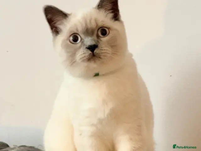 British Shorthair cats British Shorthair Kittens (available now) - Advert 2