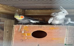 Cockatiels birds for sale: 2 male cockatiels  - Image 2