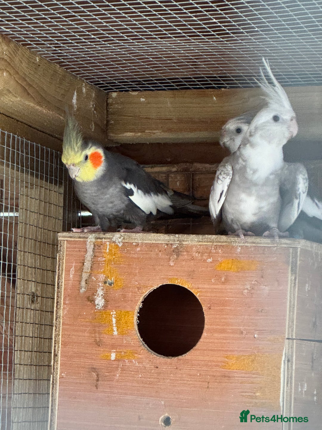 Cockatiels birds for sale: 2 male cockatiels  - Image 2