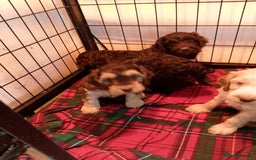 Cockapoo dogs for sale: F1 Chocolate Choc/Tan and Gold Cockapoo Puppies - Image 6