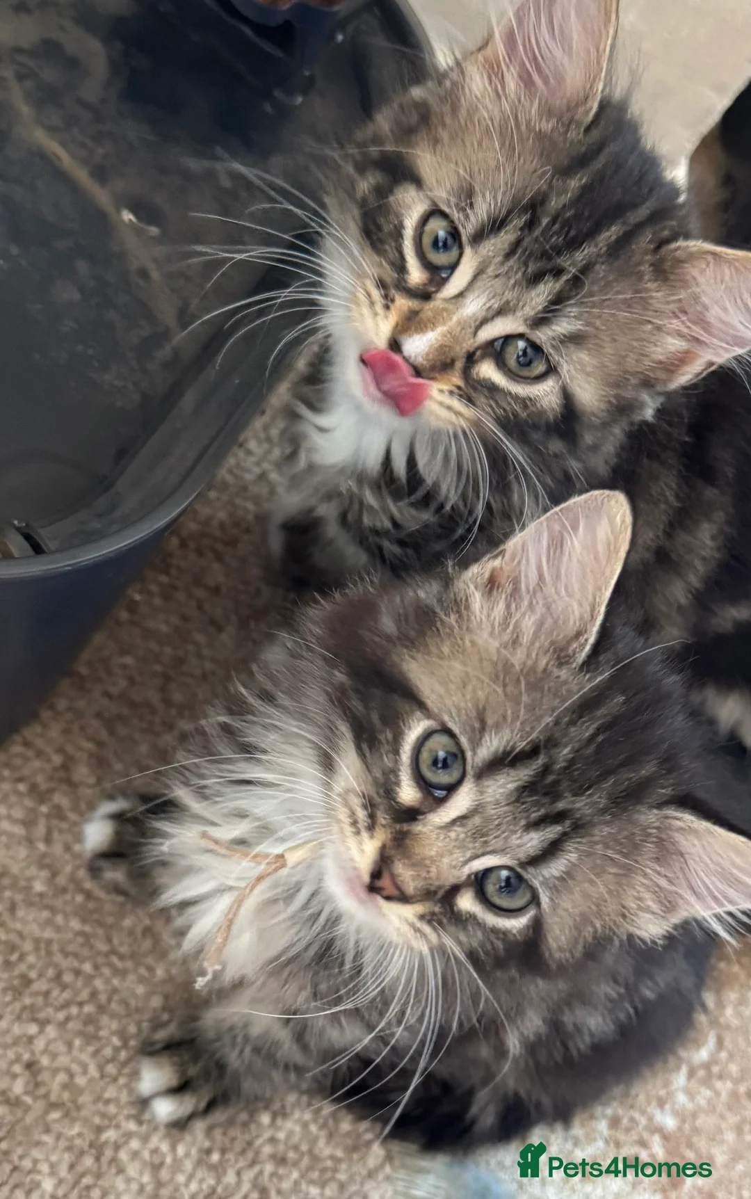 Bengal cats for sale: Cross bengal kitten  - Advert 2