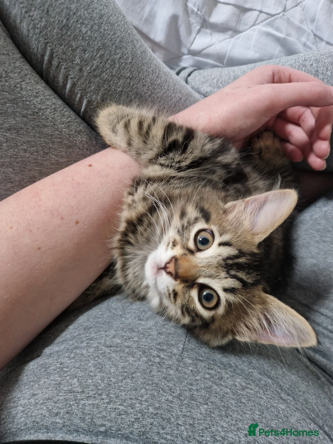 Mixed Breed cats for sale: Male Kitten in need of home in Plymouth - Advert 6