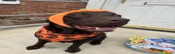 Labrador Retriever dogs for stud: Buddy - Advert 12