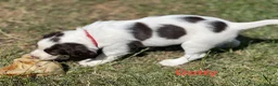 English Springer Spaniel dogs for sale: English Springer Spaniels white and liver girls in Thirsk - Advert 8