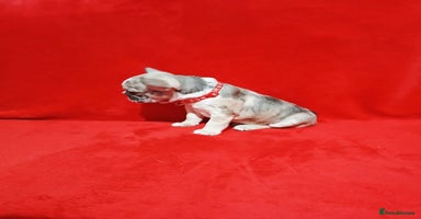 French Bulldog dogs French bulldog - Advert 3