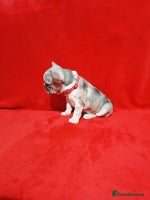 French Bulldog dogs French bulldog - Advert 3