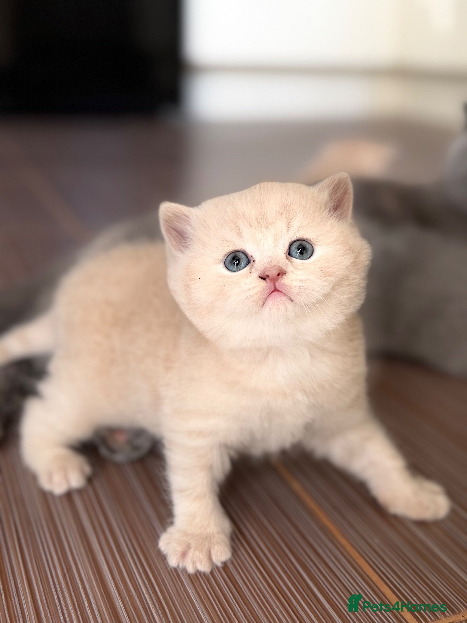 Scottish Fold cats Scottish fold kittens 🐾 - Advert 2