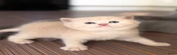 Scottish Fold cats for sale: Scottish fold kittens 🐾 - Advert 1