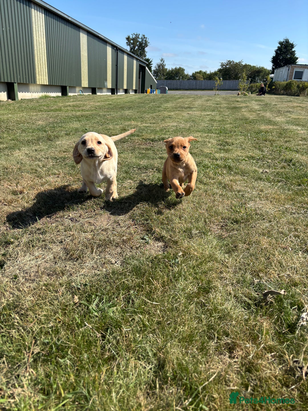 Labrador Retriever dogs for sale: Chunky Labrador puppy’s  - Image 4