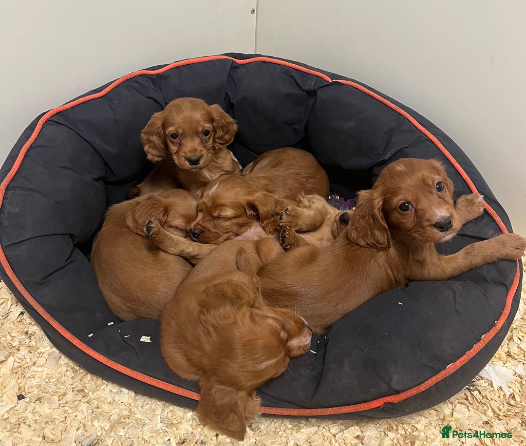 Cocker Spaniel dogs for sale: Beautiful Dark Red KC Registered Cocker Pups - Advert 2
