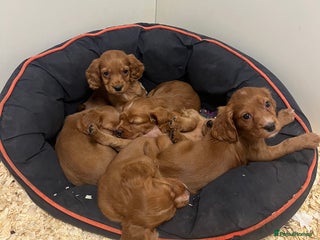 Cocker Spaniel dogs Beautiful Dark Red KC Registered Cocker Pups - Advert 13