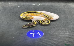 Python Snake reptiles for sale: Royal pythons from £60 - Image 20