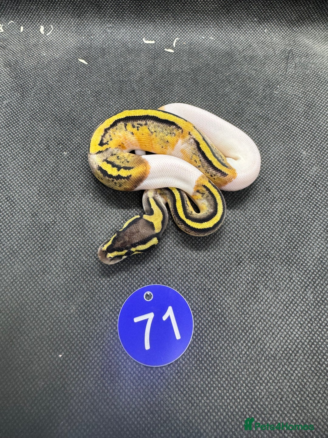 Python Snake reptiles for sale: Royal pythons from £60 - Image 20