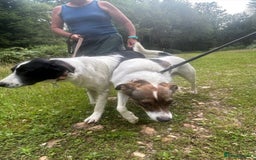 Mixed Breed dogs for adoption: Eddie - Norwich Norfolk  - Image 12