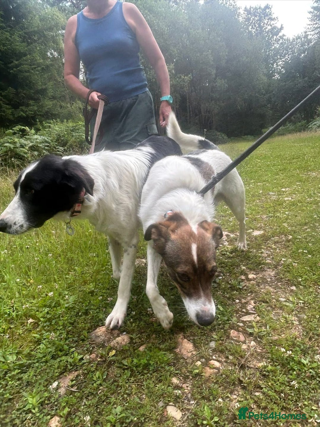 Mixed Breed dogs for adoption: Eddie - Norwich Norfolk  - Image 12