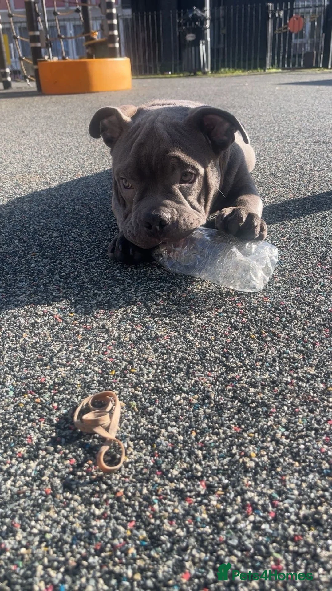 Mixed Breed dogs for sale: Micro bully in London - Advert 3
