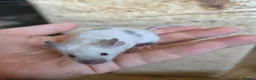 Mouse rodents for sale: Fancy mice females various colours £12.50 - Advert 8