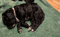 Cockapoo dogs for sale: Adorable Puppies Looking for Their Forever Homes! - Image 6