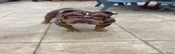 English Bulldog dogs for stud: 💙🍫FRANK🍫💙 - Advert 2