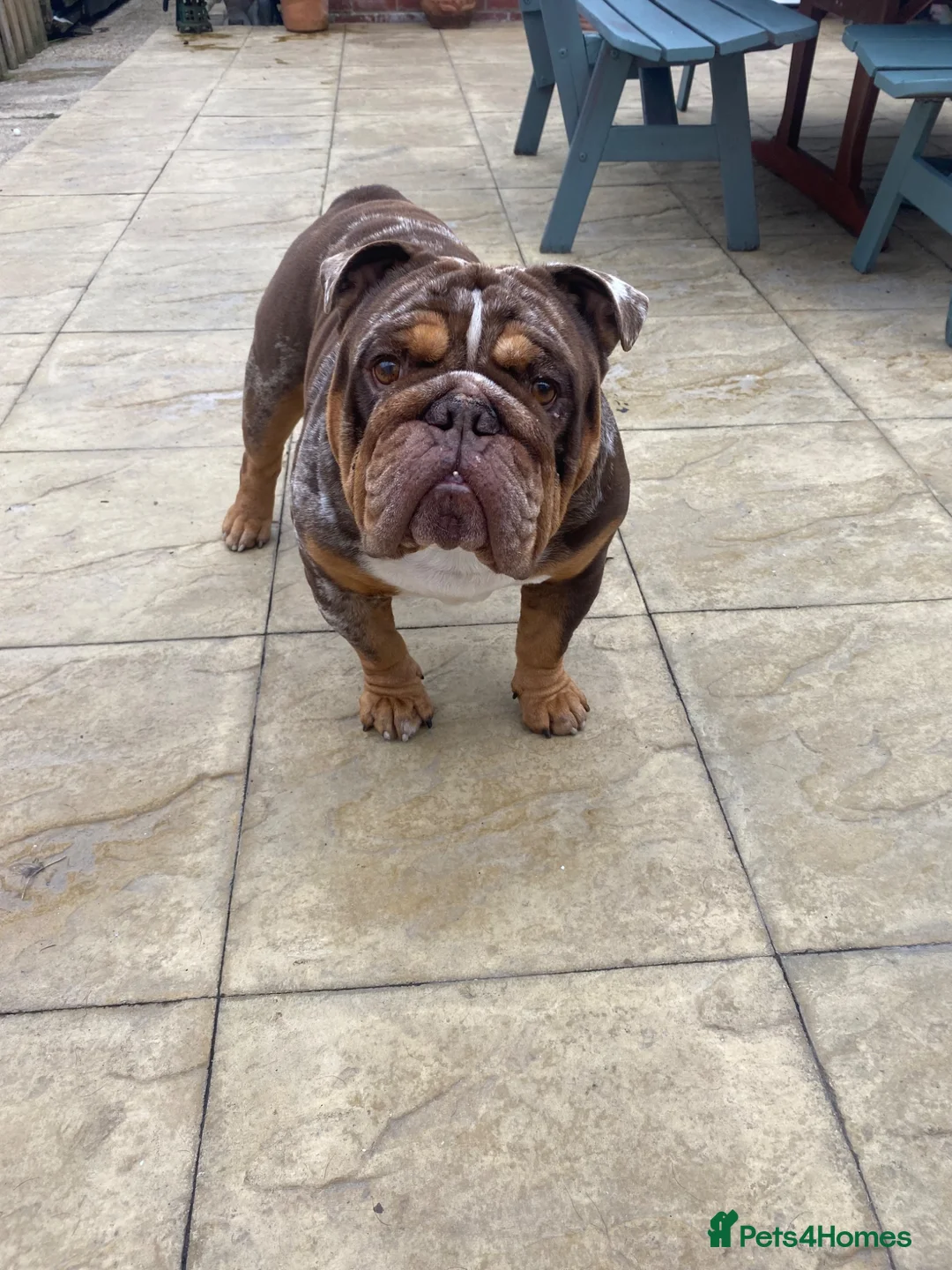 English Bulldog dogs for stud: 💙🍫FRANK🍫💙 - Advert 2