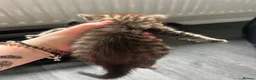 Mixed Breed cats for sale: 5 Kittens mixed breed in Dukinfield - Advert 7