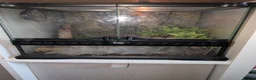 Tarantulas invertebrates for sale: Tarantulas, OBT, Rusty Baboon, Indian Violet plus in Selby - Advert 6