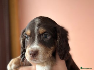 Cocker Spaniel dogs Cocker spaniel puppies - Advert 4