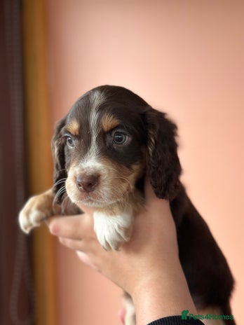 Cocker Spaniel dogs Cocker spaniel puppies - Advert 4