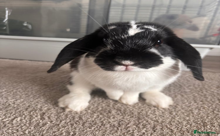 English Lop rabbits - Advert 3