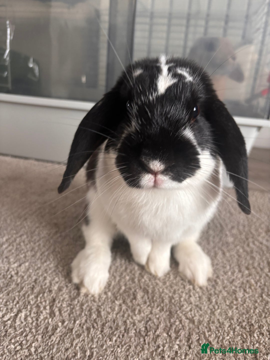 English Lop rabbits for sale: Dennis the English lop - Image 1