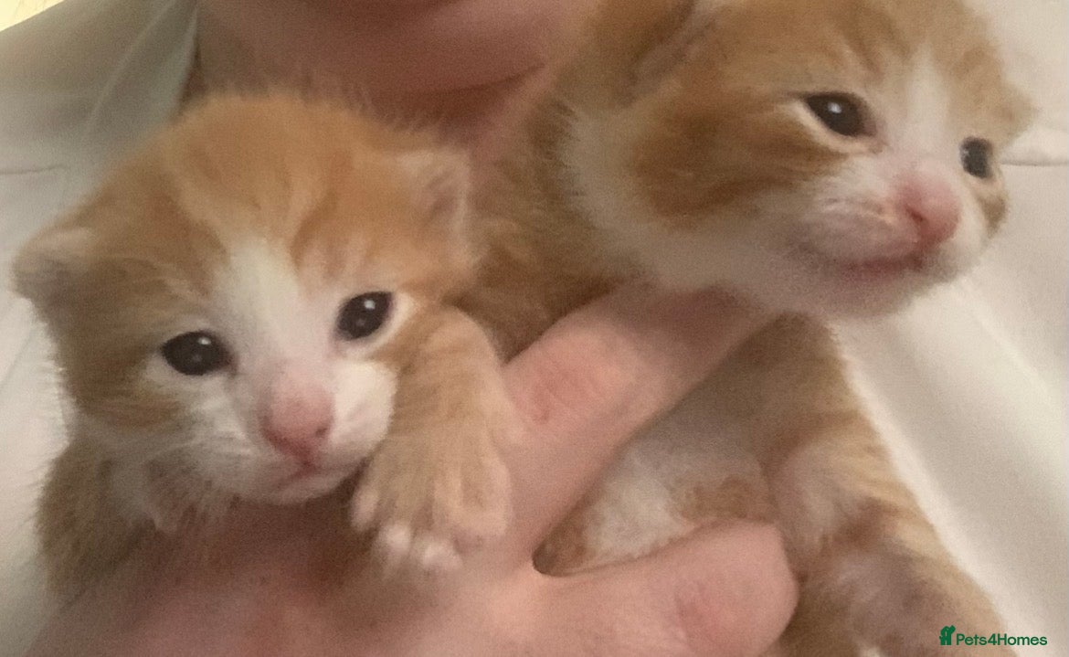 Mixed Breed cats Two ginger kittens beautiful markings  - Advert 1