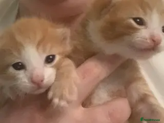 Mixed Breed cats Two ginger kittens beautiful markings - Advert 1