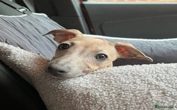Italian Greyhound dogs for sale: Stunning 4 month old Italian Greyhound KC Reg - Image 5