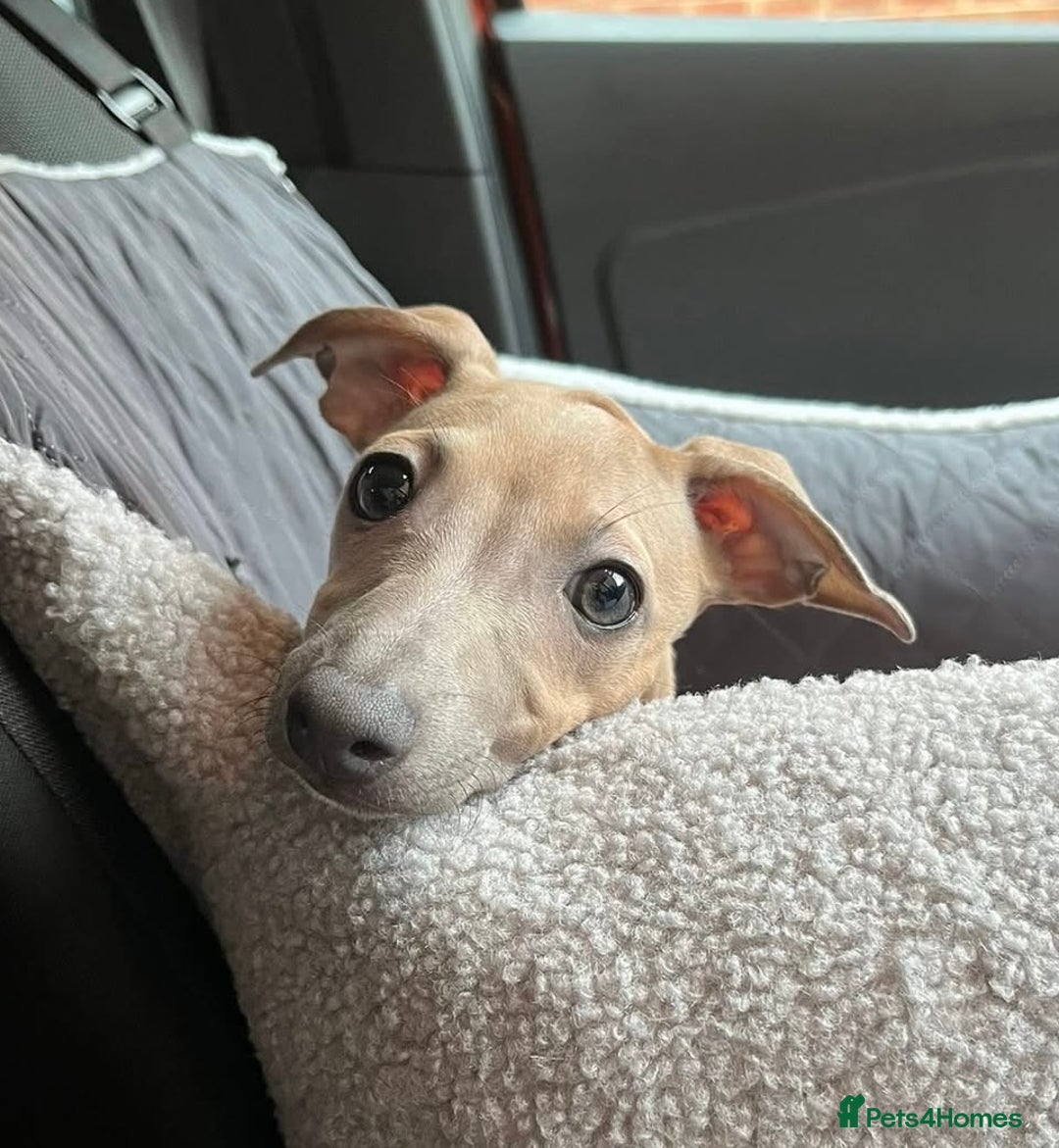 Italian Greyhound dogs for sale: Stunning 4 month old Italian Greyhound KC Reg - Image 5