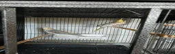 Cockatiels birds for sale: Cockatiels - Pearl Females & Grey Males in Glenrothes - Advert 2