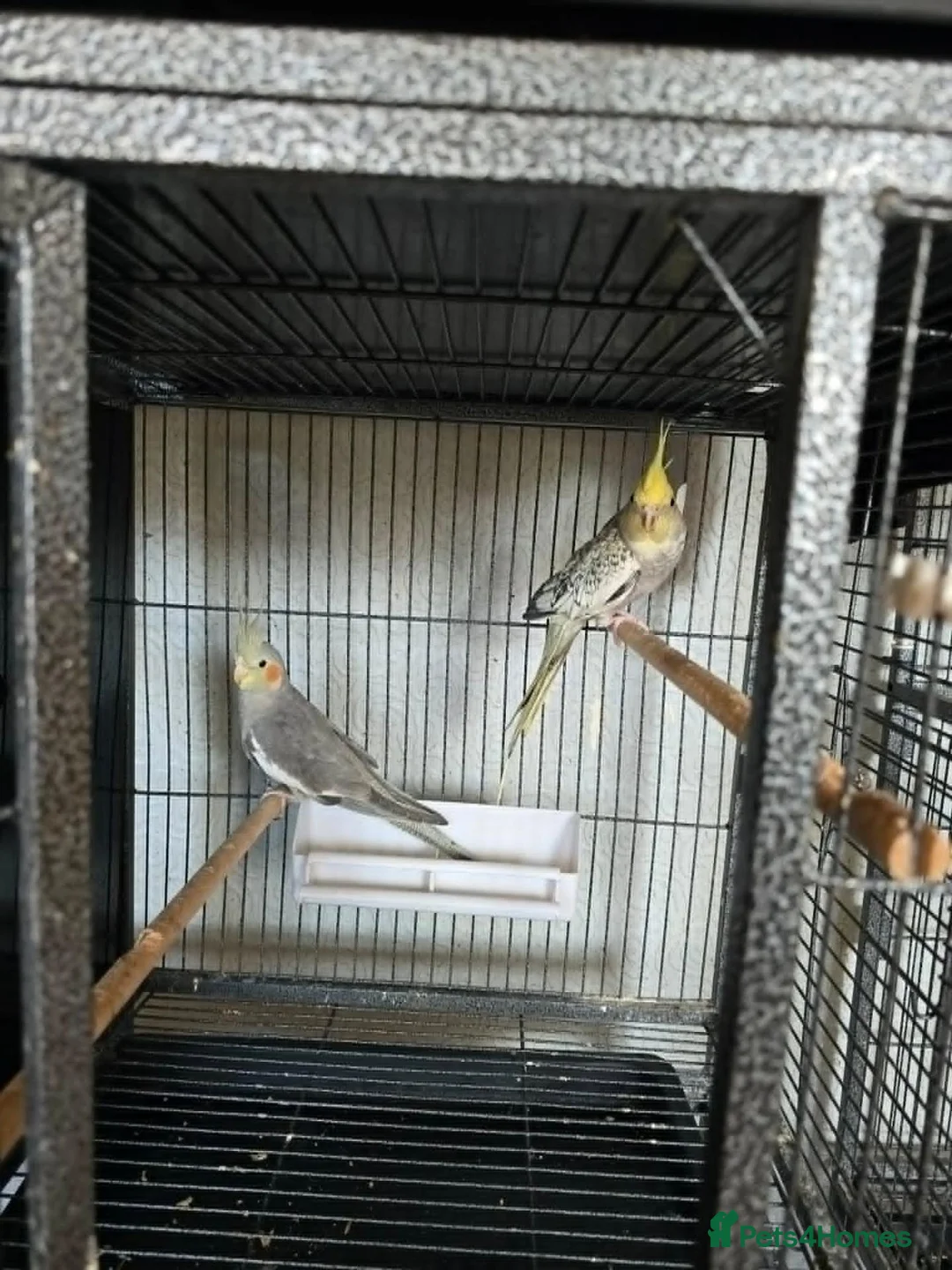 Cockatiels birds for sale: Cockatiels - Pearl Females & Grey Males in Glenrothes - Advert 2
