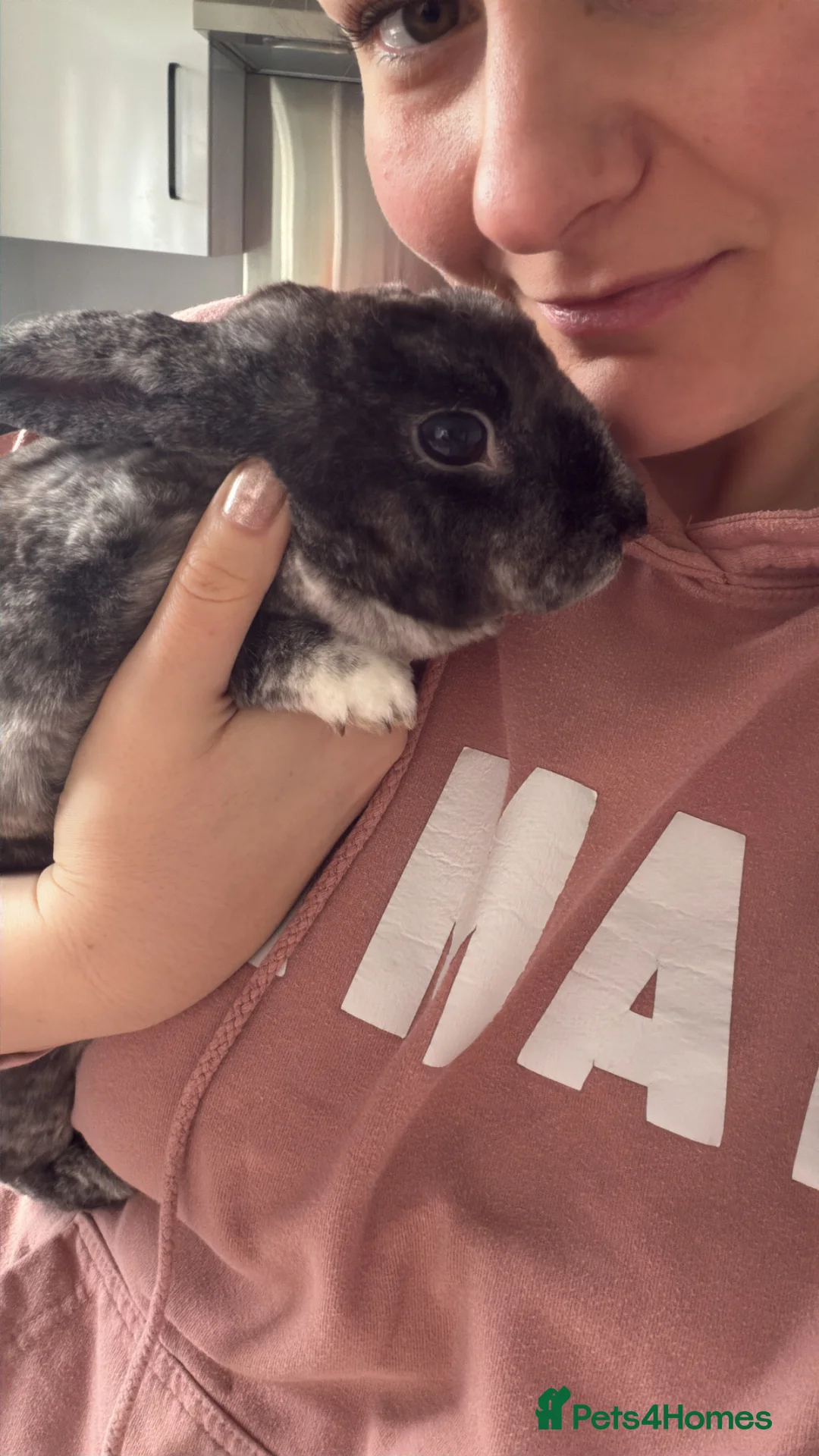 Rex rabbits for sale: Mini Rex magpie colouring female rabbit in Liverpool - Advert 2