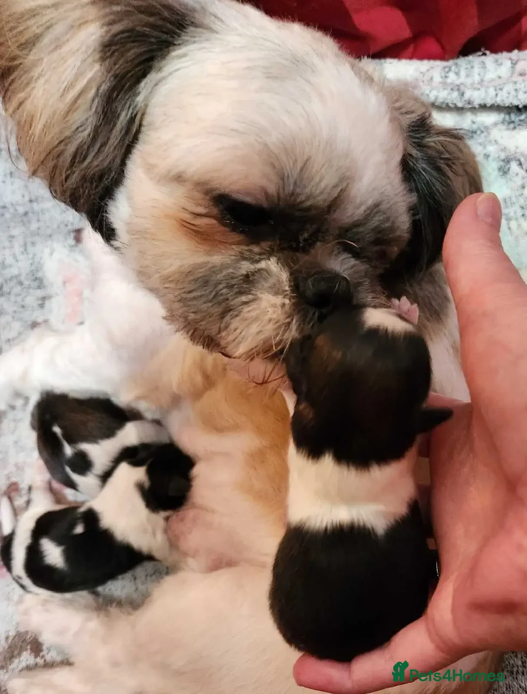 Shih Tzu dogs for sale: Providing SHIH TZU - Advert 5