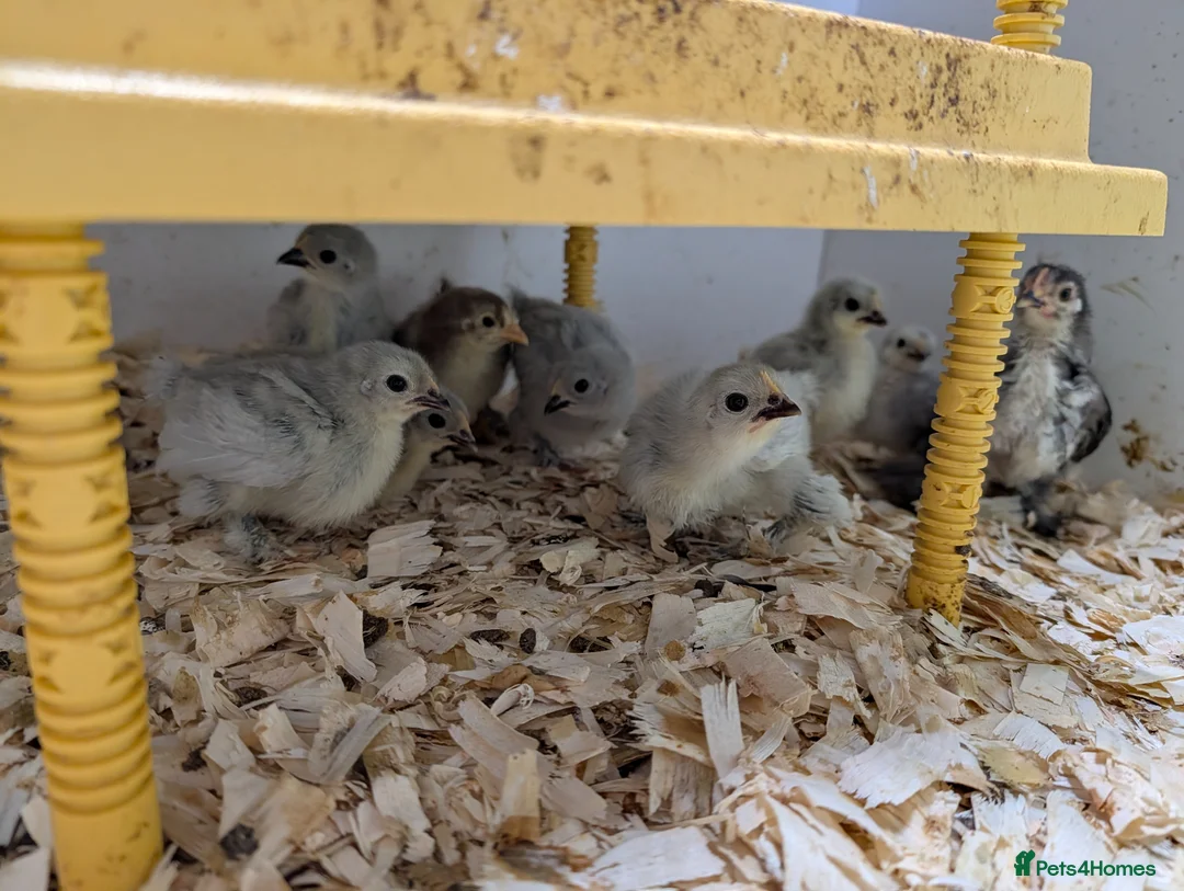 Chickens poultry for sale: Pekin bantams - Advert 1