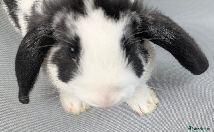 Mini Lop rabbits - Advert 8