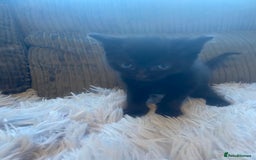 Mixed Breed cats for sale: 😻😻 2 beautiful black girls available 😻😻 - Image 8