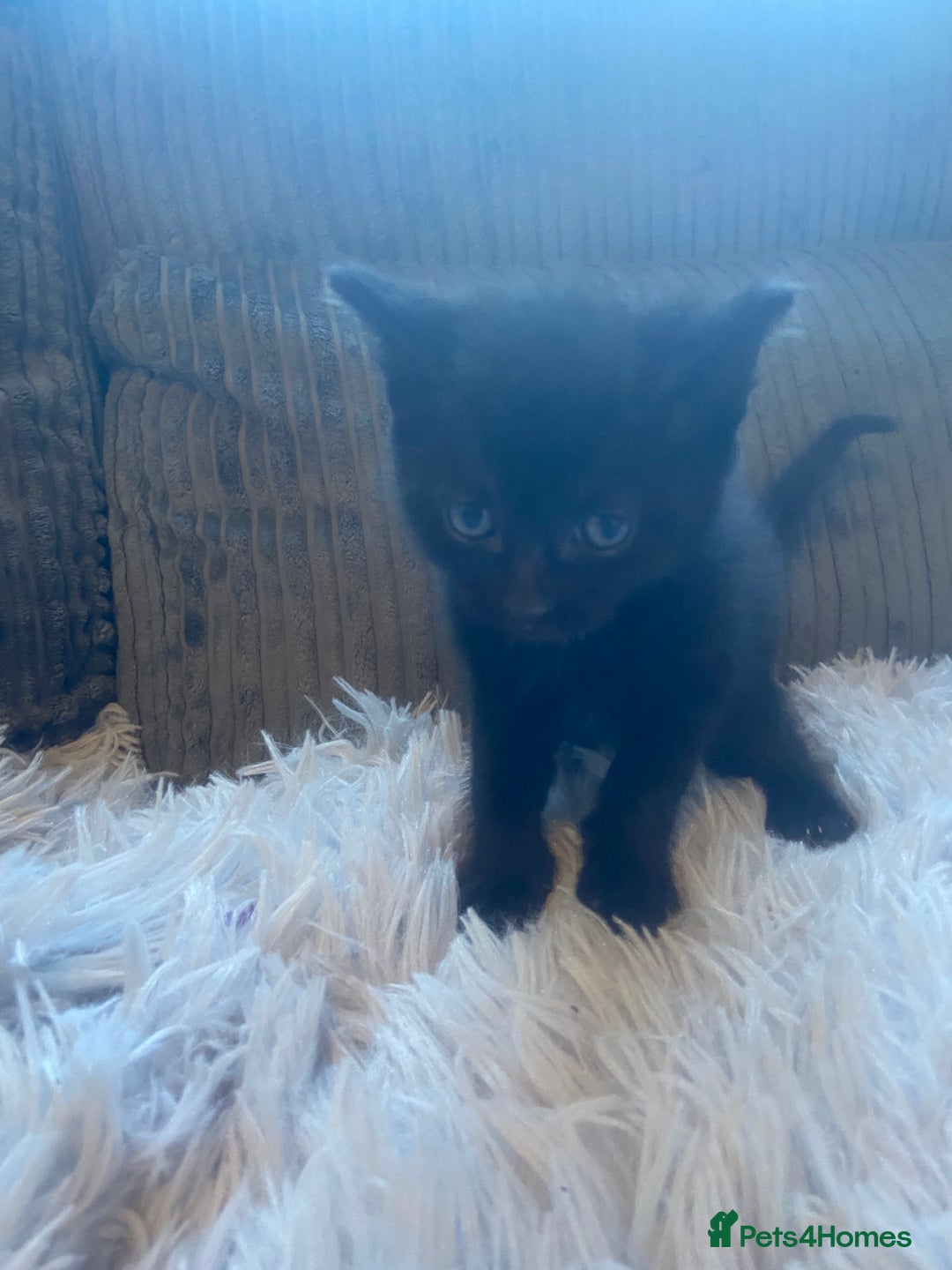 Mixed Breed cats for sale: 😻😻 2 beautiful black girls available 😻😻 - Image 8