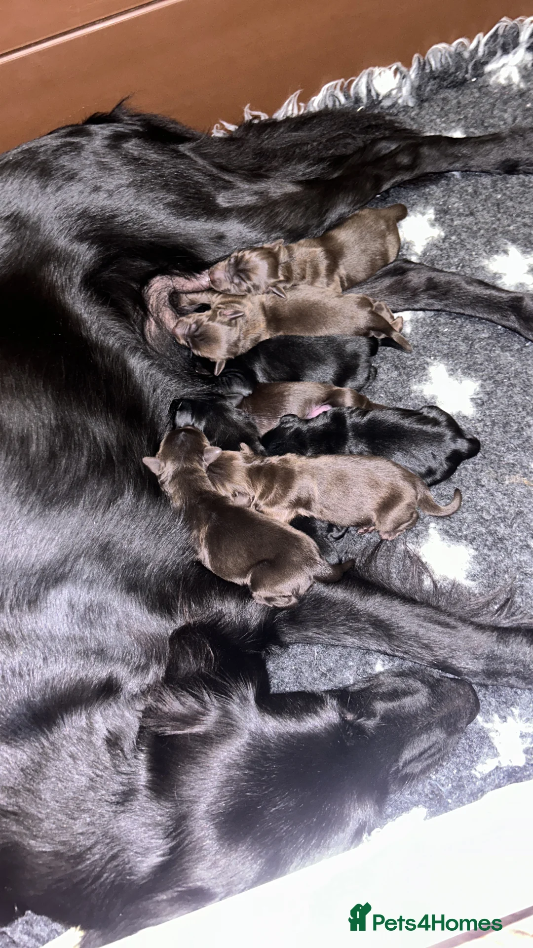 Flat coated Retriever dogs for stud: PROVEN Flatcoated Retriever for Stud 0/0 Hips in Bishop Auckland - Advert 16