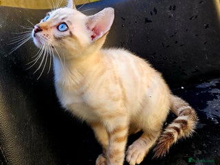 Bengal cats Bengal - Advert 11