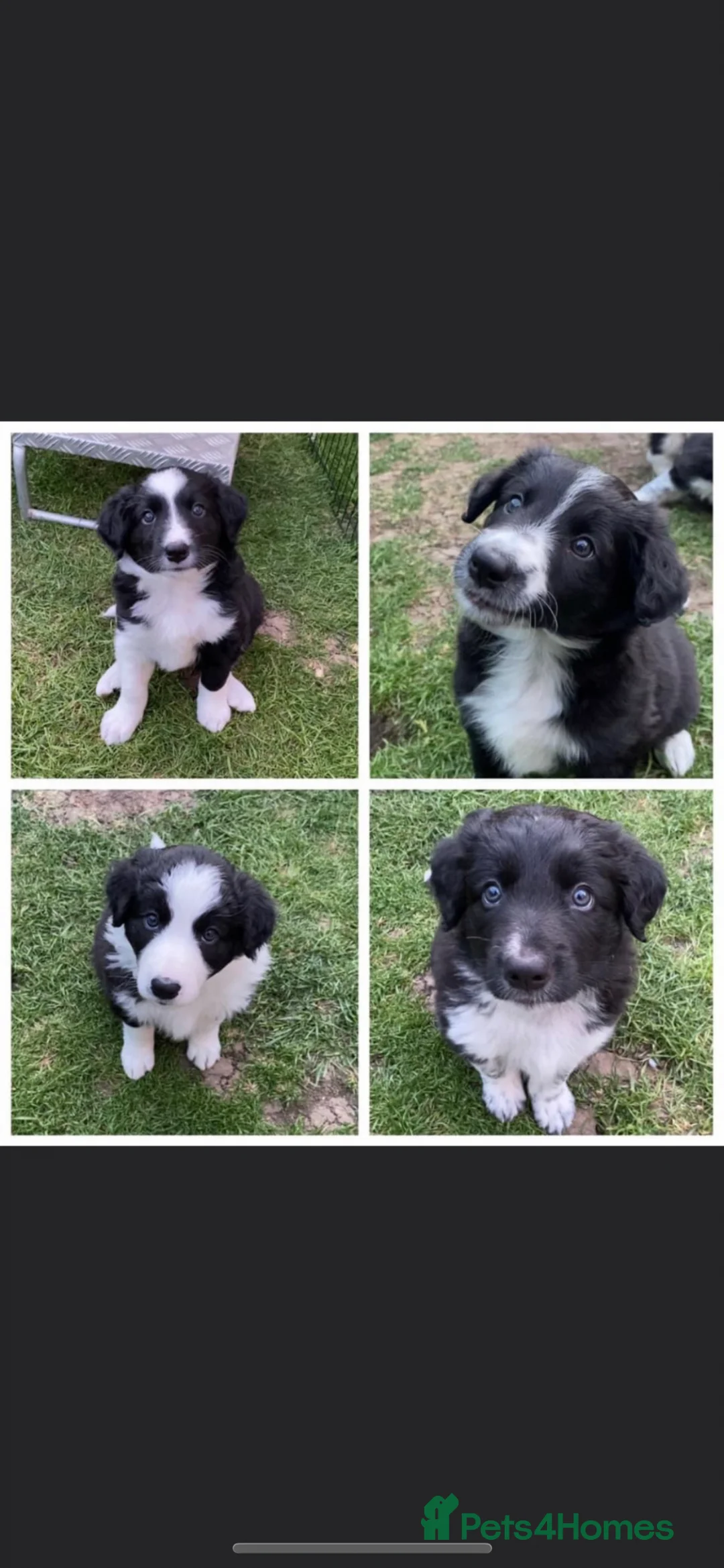Border Collie dogs for stud: Proven Tri Colour Border Collie Stud in Dunmow - Advert 9