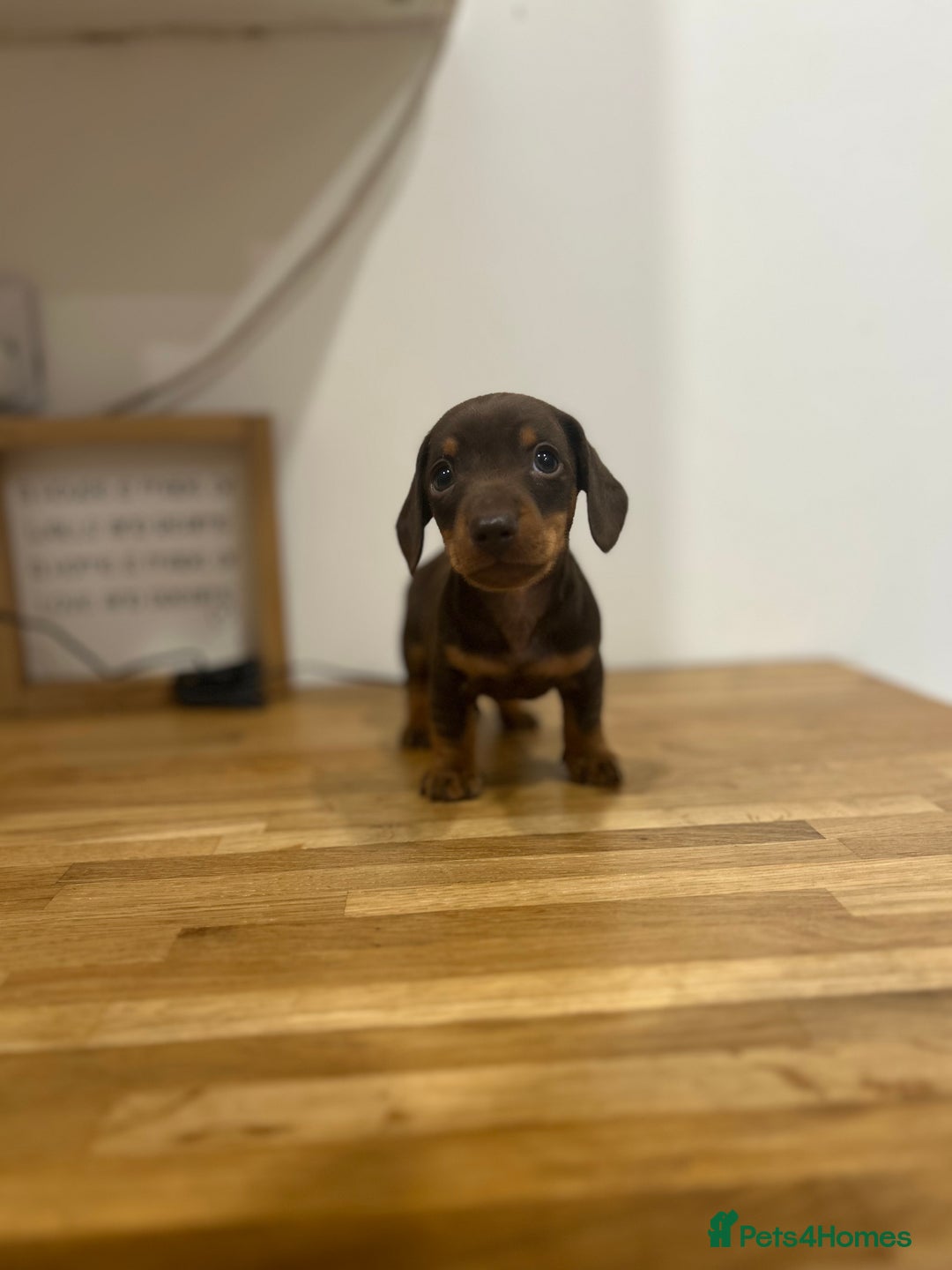 Miniature Dachshund dogs for sale:   🐾READY NOW🐾 | ONLY 1 BOY LEFT - Image 23