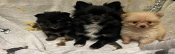 Pomchi dogs for sale: Pomeranian puppy's  - Advert 17
