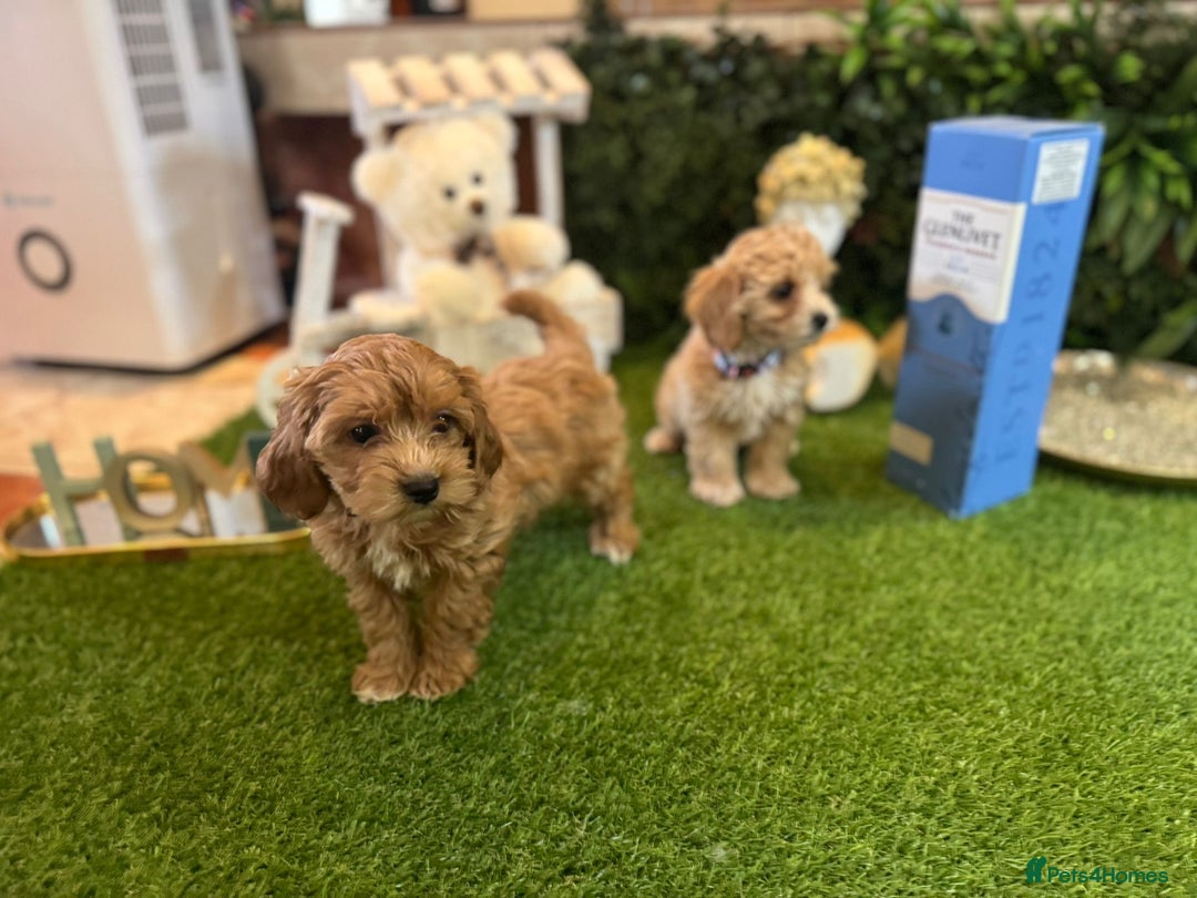 Maltipoo dogs for sale: Beautiful Korean Maltipoo Puppies–3 Girls &2 Boys  - Advert 14