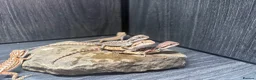 Bearded Dragon reptiles for sale: Friendly baby dragons - Advert 4