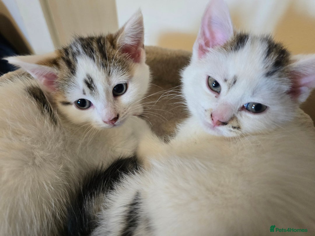 Mixed Breed cats for sale: 🐾 Beautiful, Well-Socialised Kittens 🐾 - Advert 11
